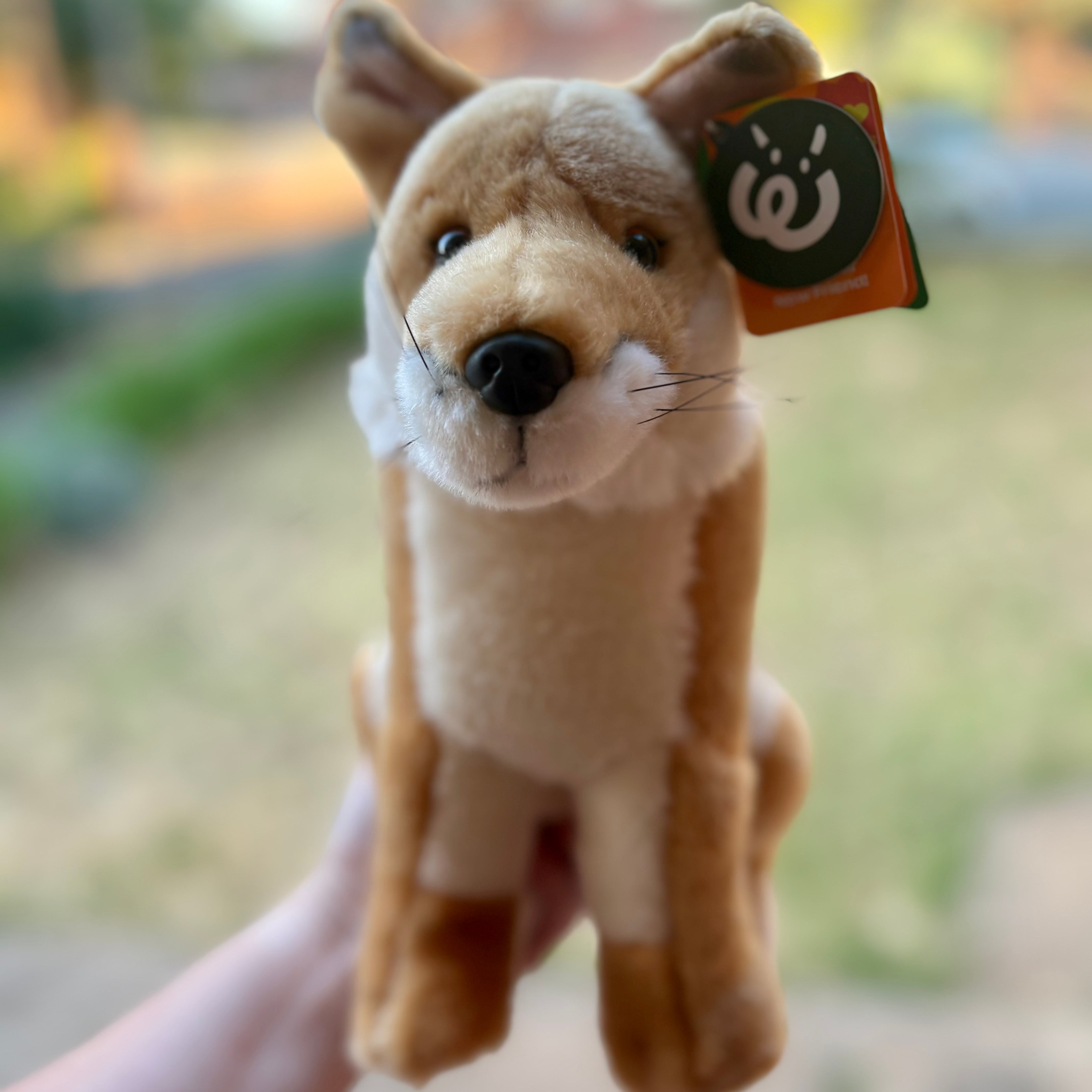 Dingo plush living nature