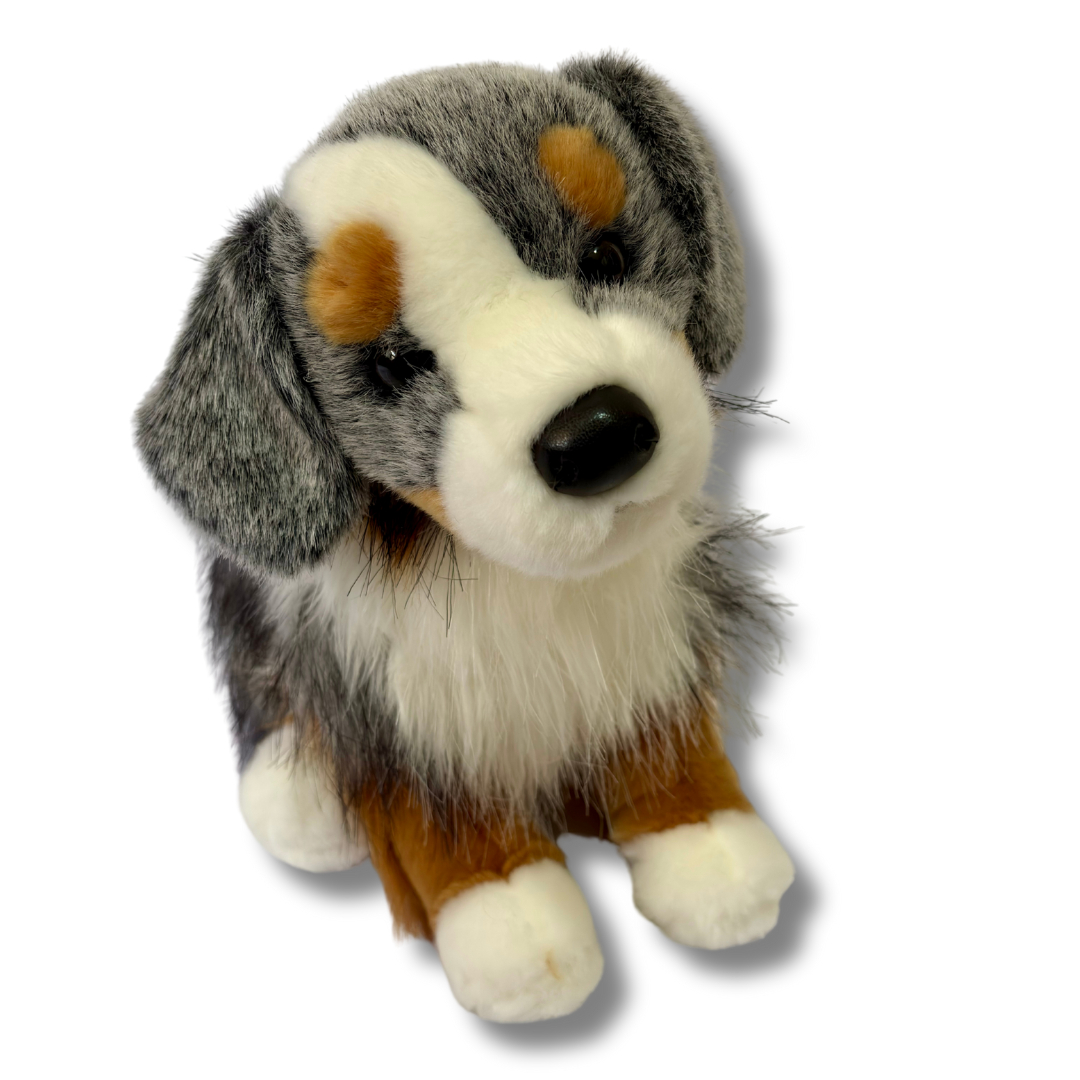 Douglas_Dogs_Sinclair_Australian_Shepherd front view on white background