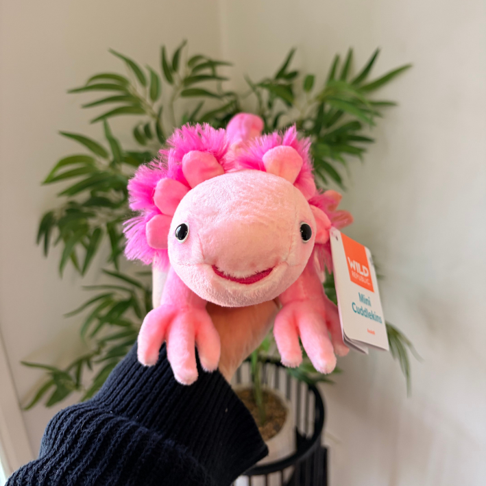 A pink plush axolotl hand puppet being held up by a person wearing a dark navy sleeve, with a green potted plant in the background.