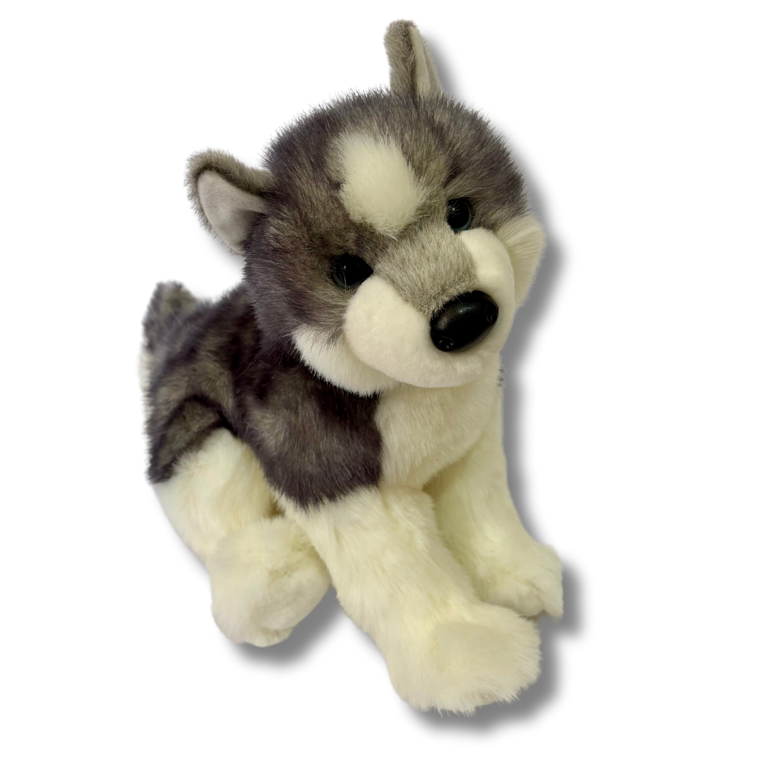 Sasha Husky by Douglas Dog sitting