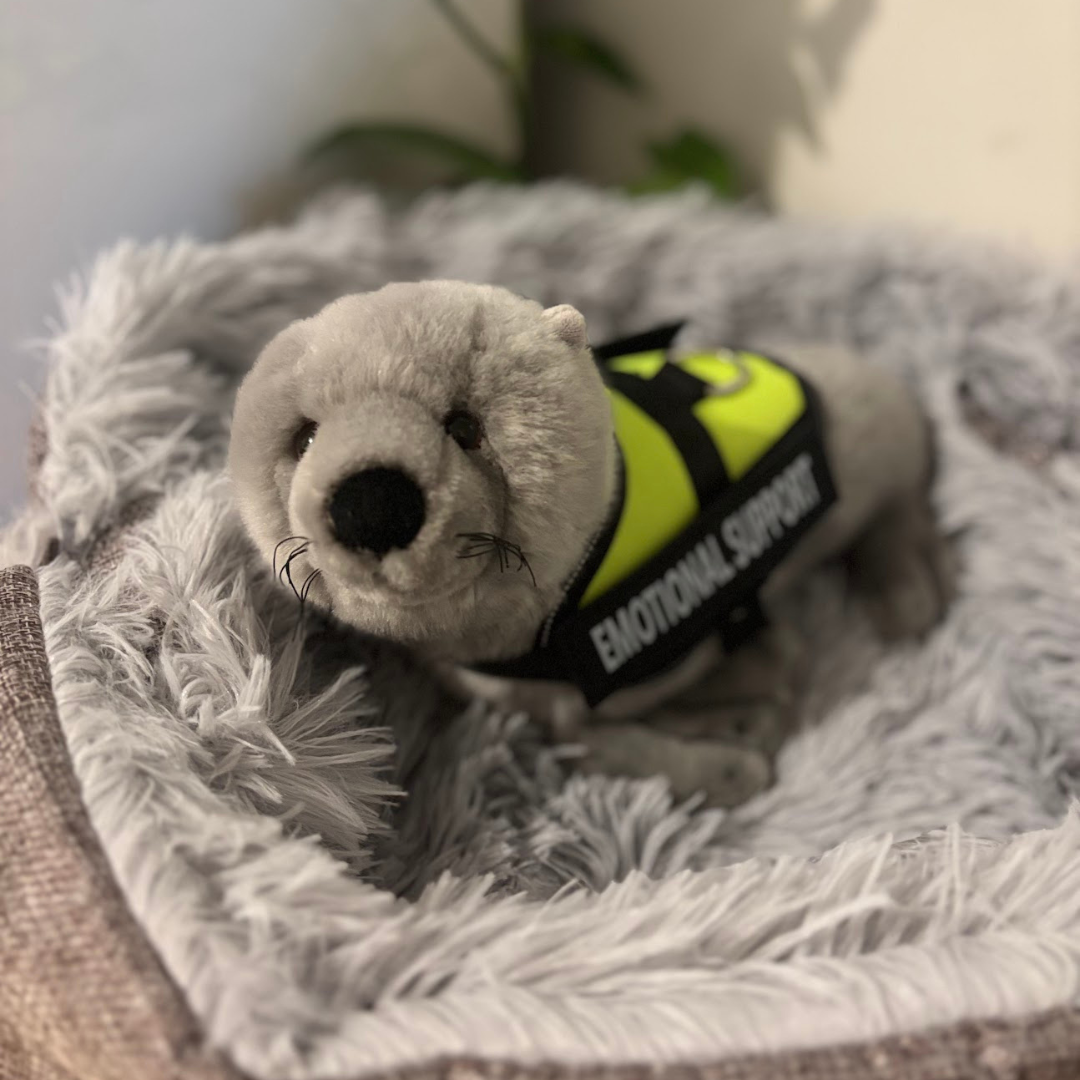 Little Paws Rescue | Bocchetta Sea Lion