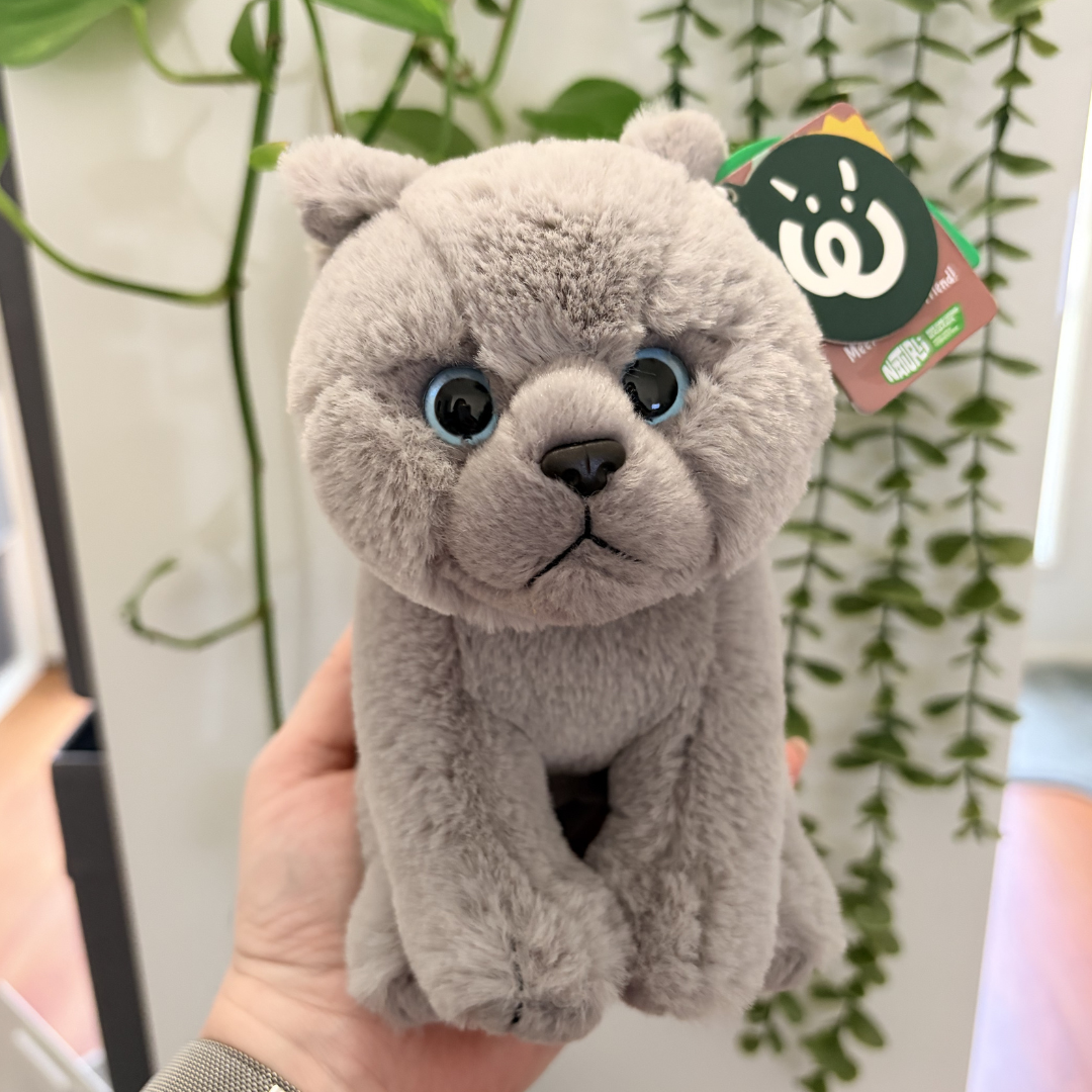 Brittish Shorthair Kitten | Living Nature | Plushie