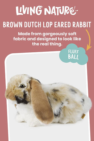 Brown Dutch Lop Rabbit Living Nature