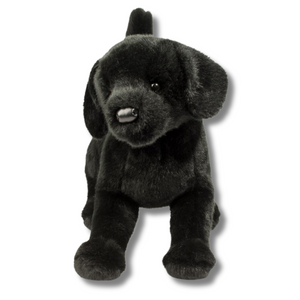 Chester Black Lab Douglas Dog front view