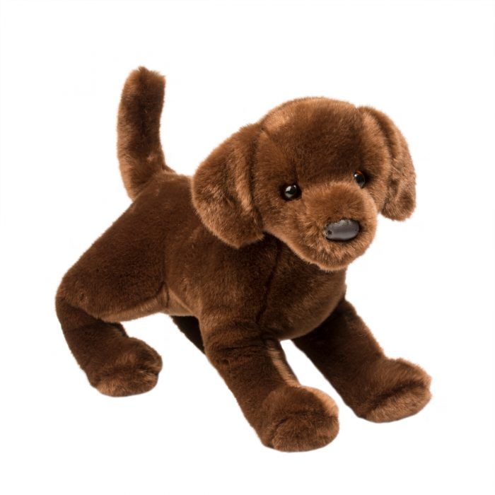 Chocolate Lab Douglas Dog front angle