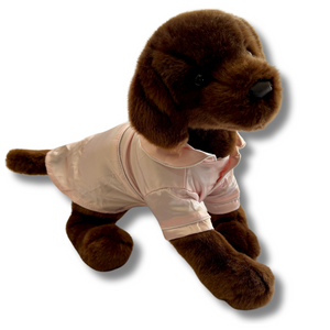Chocolate Labrador wearing Pink Pyjamas 