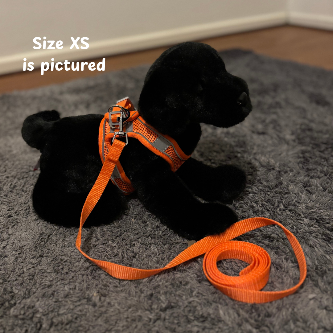 Douglas Dog wearing Orange pet harness and leash. Emotional Support Stuffed Animal
