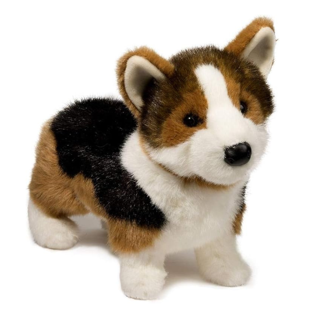 Kirby Tri-Corgi | Douglas Dog