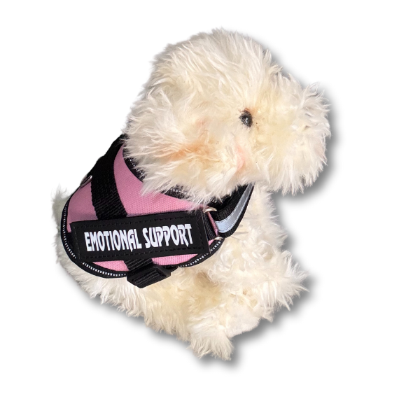 Labradoodle
