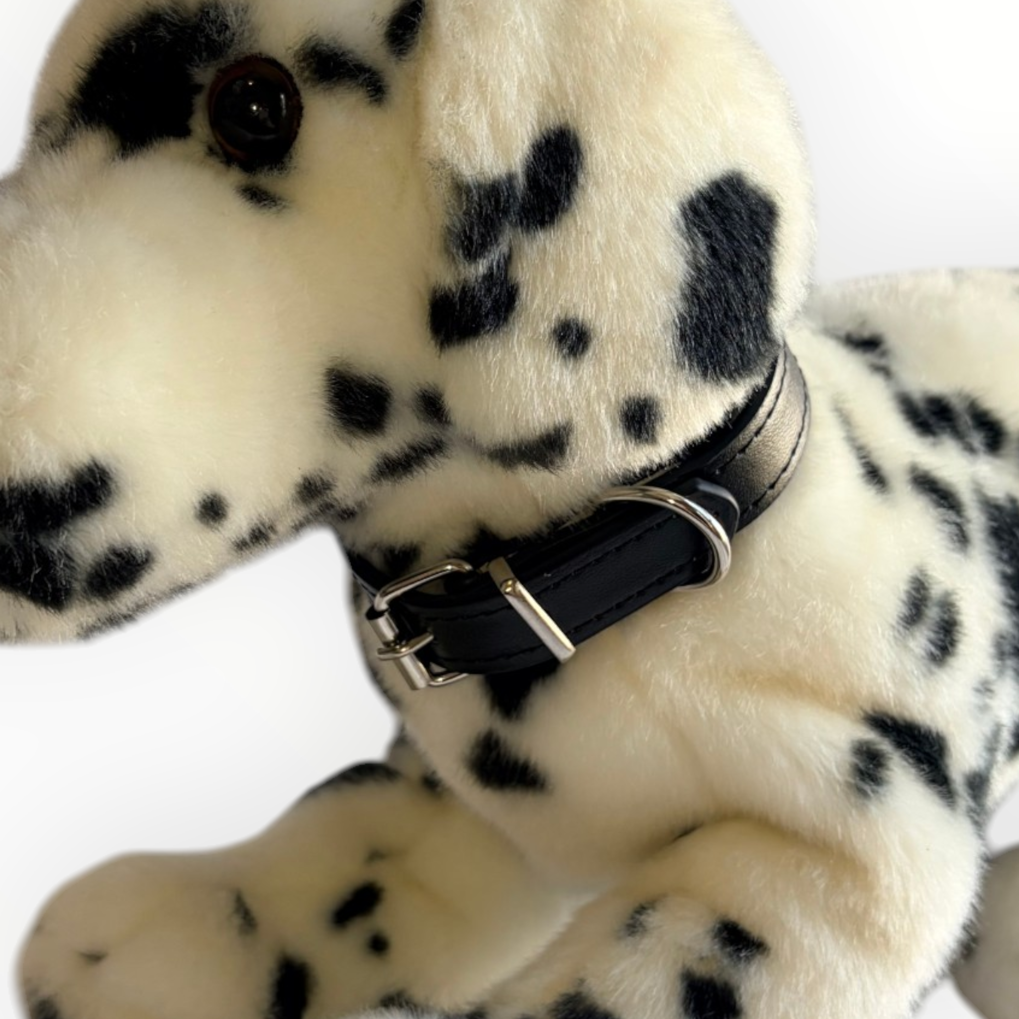 A close-up of a plush Dalmatian dog wearing a black collar with silver metal hardware, set against a plain white background.