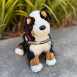 The Bernese Mountain dog by douglas dog front view