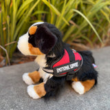 The Bernese Mountain dog wearing red essa gear