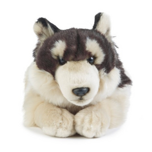 Plush toy husky on a white background